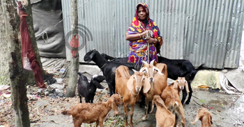 ছাগল পালন করে বিলকিস বেগমের বছরে আয় ২ লাখ টাকা