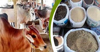গো-খাদ্যের তীব্র সংকট, বিপাকে খামারি-গৃহস্থরা