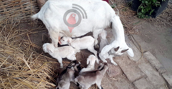 এক ছাগলের ৬ বাচ্চা, কপাল খুললো অটোচালকের