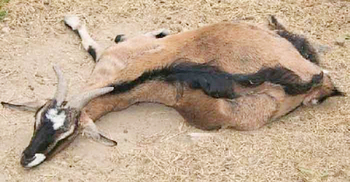 মৌলভীবাজারে পিপিআর রোগে দুই শতাধিক ছাগলের মৃত্যু