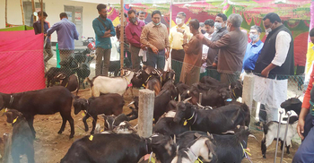 পঞ্চগড়ে ছাগল মেলা