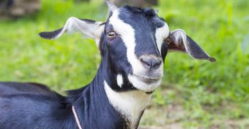 Goat ‘arrested’ for not wearing mask in Uttar Pradesh