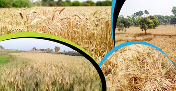 ‘পানি সংকটে’ রাজশাহীতে কমেছে গমচাষ