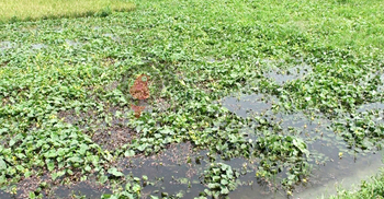 কেটে দেওয়া বাঁধের পানিতে ডুবে গেলো ২৫ একর জমির বাঙ্গি