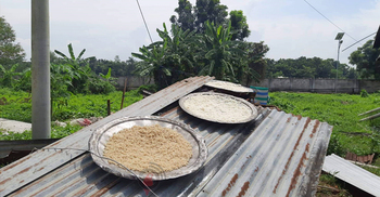 ভাত শুকিয়ে চাল, সেই চালের ভাত খাচ্ছেন হলের শিক্ষার্থীরা!