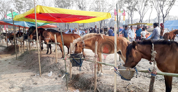 প্রথম দিনেই জমজমাট দিনাজপুরের ঘোড়ার হাট