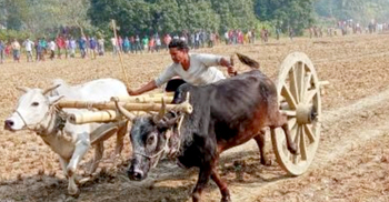 গরুর গাড়ির দৌড় দেখতে মানুষের ঢল