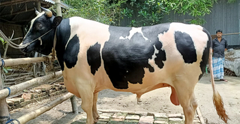 বিক্রি হয়নি ‘শাকিব’, ‘ডিপজল’ আর ‘মানিক’