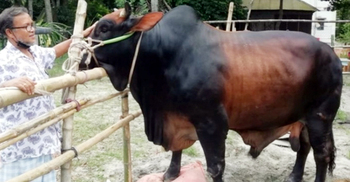 ঢাকার হাট কাঁপাবে ফরিদপুরের ‘বীর বাহাদুর’