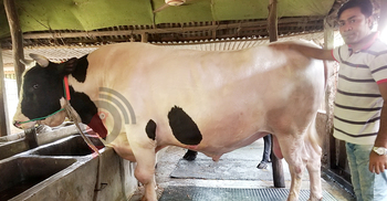 ঈদে বিক্রি হয়নি ‘বড় সাহেব’, কেজি দরে বেচতে মাইকিং