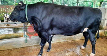 ‘হীরা মানিক’র ওজন ৩৮ মণ