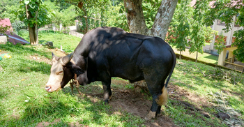 মৌলভীবাজারে গয়াল কোরবানি দিচ্ছেন ব্যবসায়ী দেলোয়ার