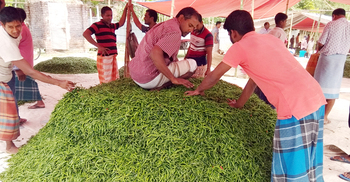 নীলফামারীর পাগলীমার হাটে প্রতিদিন কোটি টাকার মরিচ বিক্রি