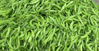 হিলিতে অর্ধেকে নেমেছে কাঁচা মরিচের দাম