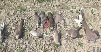 বীজতলায় ‘বিষ প্রয়োগ’, অর্ধশতাধিক ঘুঘুর মৃত্যু