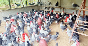 বাড়ির ছাদে মুরগির খামার করে সফল মাস্টার্স পরীক্ষার্থী