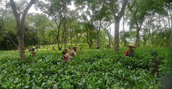 প্রাণচঞ্চল হয়ে উঠেছে হবিগঞ্জের ২৪ চা বাগান