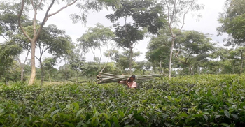বাঁশ-লাকড়ি বিক্রি করে চলছেন চা-শ্রমিকরা