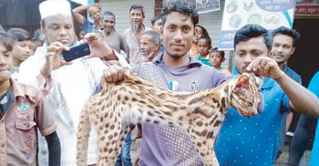 হবিগঞ্জে চিতা বিড়াল হত্যায় শতাধিক ব্যক্তির নামে মামলা