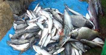 হাকালুকি হাওরে কমছে দেশি প্রজাতির মাছ