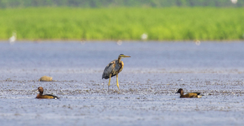 হাকালুকি হাওরে এসেছে ৫৩ প্রজাতির ৪০ হাজার পাখি