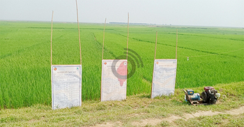 এবারও ফসল হারানোর ভয় হাওরের কৃষকদের