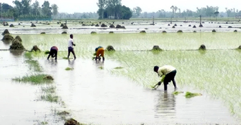 বানের পানি নামতেই চাষাবাদ শুরু