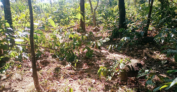 রাতভর আগুন জ্বেলে হাতি তাড়ালেন গ্রামবাসী