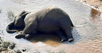 কক্সবাজারে বনের ঝিরি থেকে মরা হাতি উদ্ধার