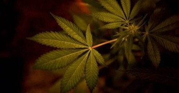 275 million people used drugs worldwide in 2020: UN
