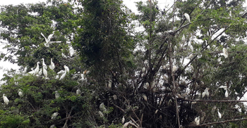 ‘বক-পানকৌড়ির নিরাপদ প্রজনন গ্রাম’ বলিহরপুর