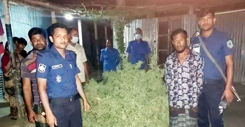 বাড়ির আঙ্গিনায় গাঁজা চাষ, গ্রেফতার ১