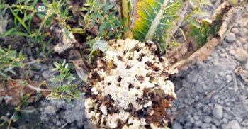 বাজারে দাম নেই, ক্ষেতেই পচছে ফুলকপি-বাঁধাকপি