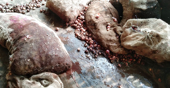 হিলিতে বিক্রি নেই ভারতীয় পেঁয়াজের, লোকসানে ব্যবসায়ীরা