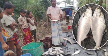 হাতিয়ায় এক পুকুরে মিললো ৩৫ ইলিশ, এলাকায় চাঞ্চল্য