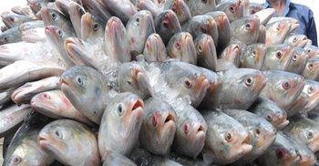 22-day ban on catching, selling hilsa begins