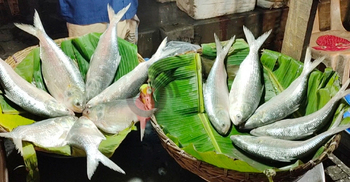 Govt served legal notice to stop exporting Hilsa fish to India
