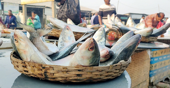 পদ্মায় ধরা পড়ছে ঝাঁকে ঝাঁকে ইলিশ, বিক্রি হচ্ছে মাওয়ায়