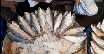 ইলিশে সয়লাব নোয়াখালীর বাজার, দামও হাতের নাগালে