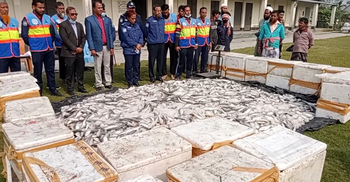 নদীতীরে মিললো ২৮ মণ জাটকা