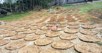 গোবরের জ্বালানিতে ঝুঁকছেন গ্রামের মানুষ