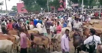 সরাইলে গরুর হাটে উপচেপড়া ভিড়, নেই স্বাস্থ্যবিধির বালাই