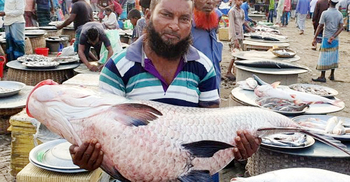 পদ্মায় ধরা পড়ল ৪৯ কেজির কাতলা, বিক্রি ৬৮ হাজারে
