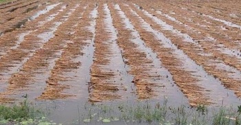 ‘জাওয়াদ’র প্রভাবে মোংলায় ২৭৪ একর ধান, ১৮ বাড়ি ক্ষতিগ্রস্ত