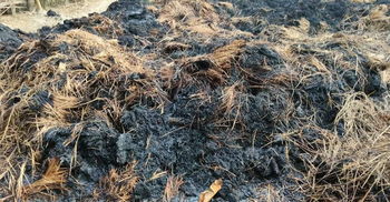 যৌতুক না পেয়ে শ্বশুরের দুইশো মণ ধান পুড়িয়ে দিল জামাই