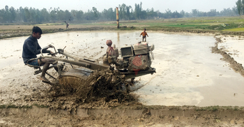 হারিয়ে যাচ্ছে গরুর হাল