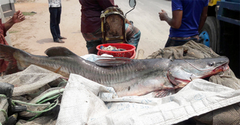 তিস্তায় ধরা পড়ল ১০ কেজির আইড় মাছ