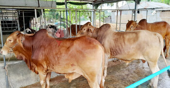 গরু হৃষ্টপুষ্টকরণে ভাগ্য খুলেছে ঈশ্বরদীর খামারিদের