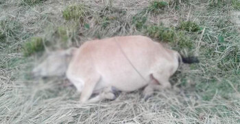 ধান খাওয়ায় গরুর ওপর এ কেমন বর্বরতা