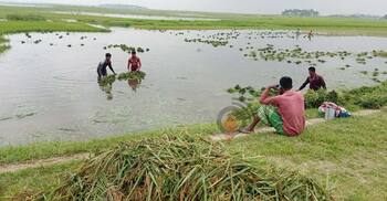 হাওরে চোখের সামনে ডুবে যাচ্ছে কষ্টের ধান